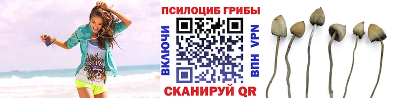 Галлюциногенные грибы прущие грибы  Новоржев 